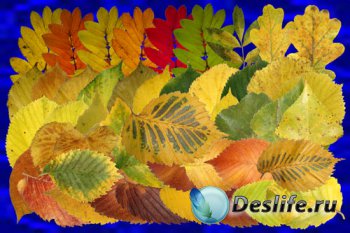 Клипарт Настоящие осенние листья - часть вторая - Рябина, осина, берёза и д ...