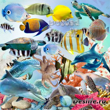 Морской клипарт png - Дельфины, рыбки, кораллы, ракушки, водоросли