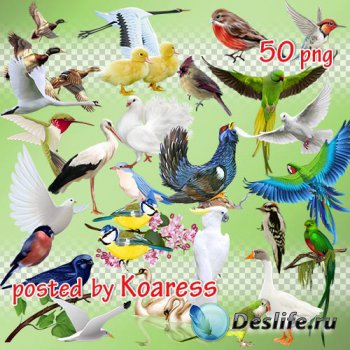 Png клипарт - Разнообразные птицы на прозрачном фоне