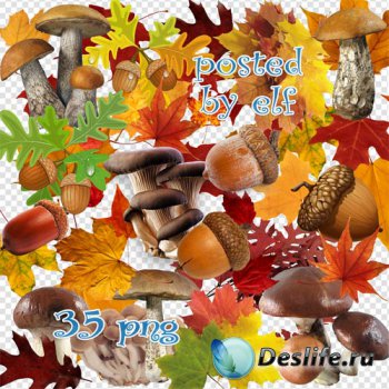 Осенние листья, грибы, желуди в png