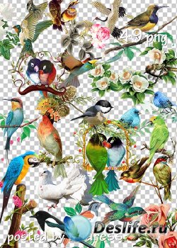Клипарт png - Цветы и птицы