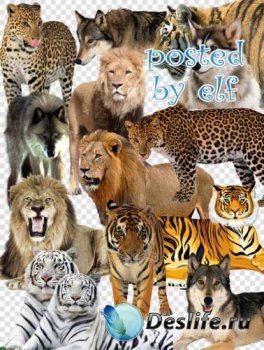 PNG клипарт - Волки, львы, тигры, леопарды